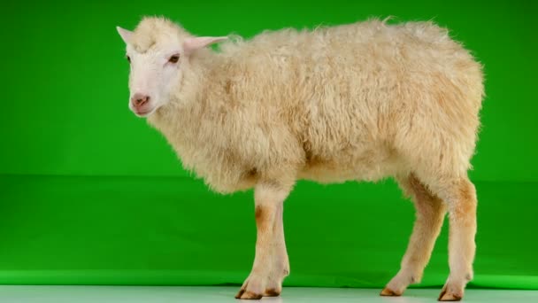 羊は緑色の画面の上に立つ — ストック動画