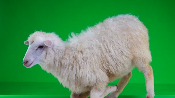 Πρόβατα Στην Αγκαλιά Της Μια Πράσινη Οθόνη — Αρχείο Βίντεο