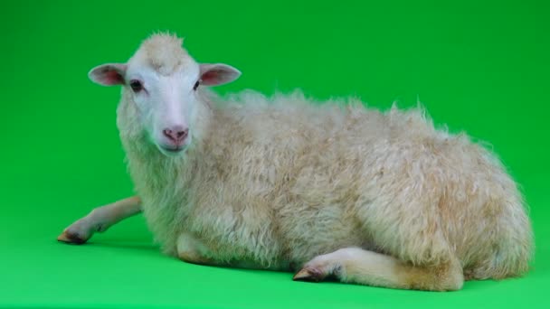 Овца Лежит Зеленом Экране — стоковое видео