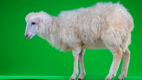 Sheep Stand Green Screen — Stock Video