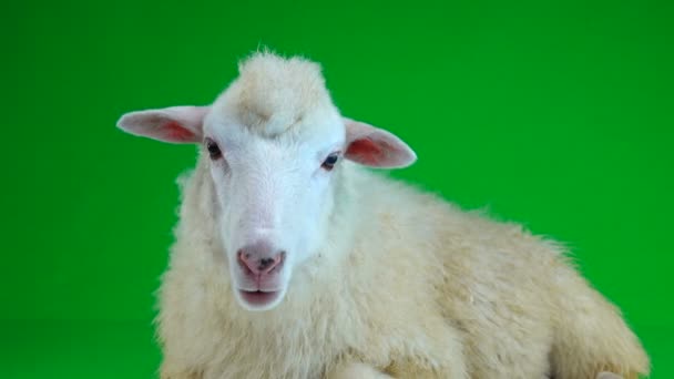 Portrait Mouton Sur Écran Vert — Video