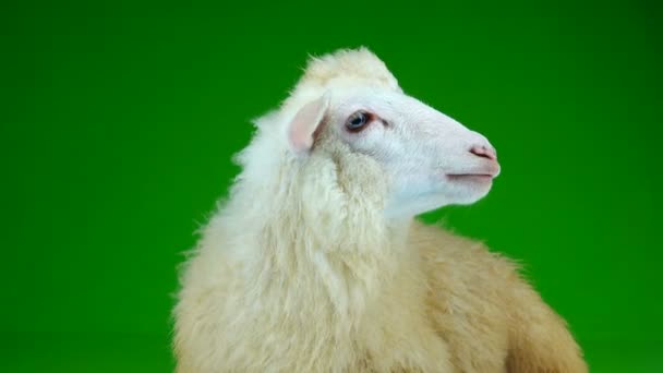 Portrait Sheep Green Screen — Stock Video