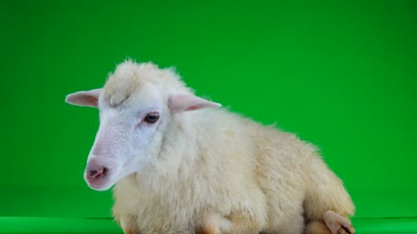 Bir Koyun Yeşil Bir Ekran Üzerinde Yatıyor — Stok video