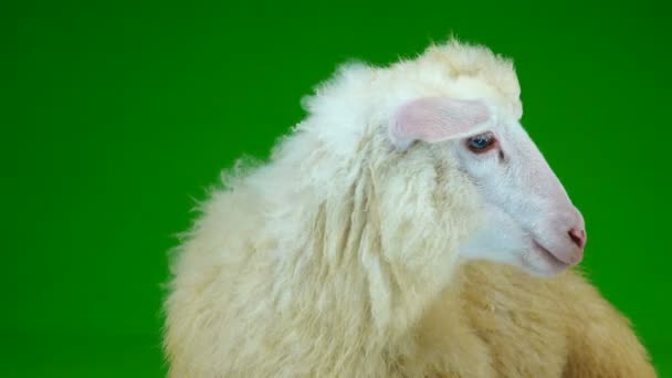 Портрет Вівці Зеленому Екрані — стокове відео