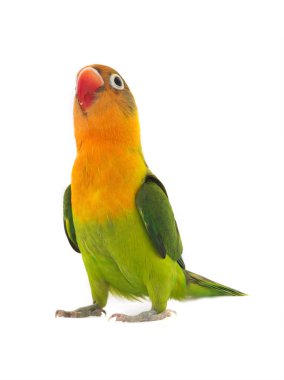  fischeri lovebird parrot on a white background clipart