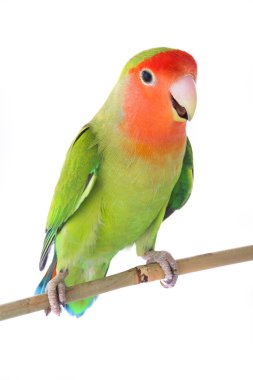 Beyaz bir arka plan üzerinde cennet papağanı