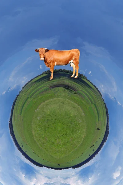 brown cow standing in a meadow
