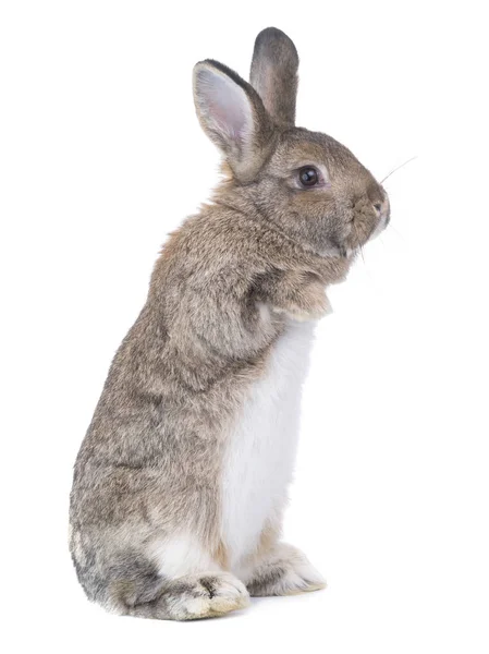 Beyaz Bir Arka Plan Üzerinde Ayakta Tavşan — Stok fotoğraf