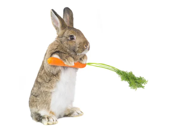 Stående Bunny Med Morot Vit Bakgrund — Stockfoto