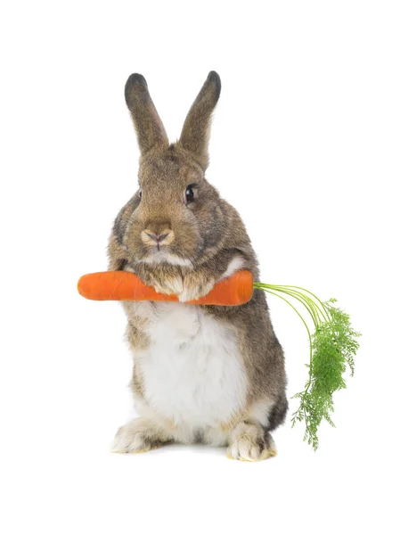 Lapin Debout Avec Une Carotte Sur Fond Blanc — Photo