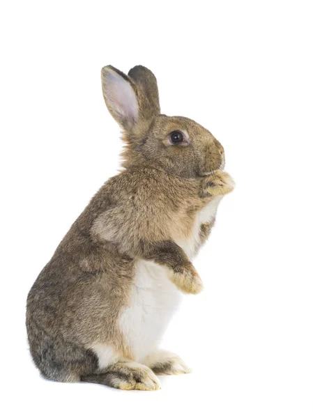 Staande Konijn Een Witte Achtergrond — Stockfoto