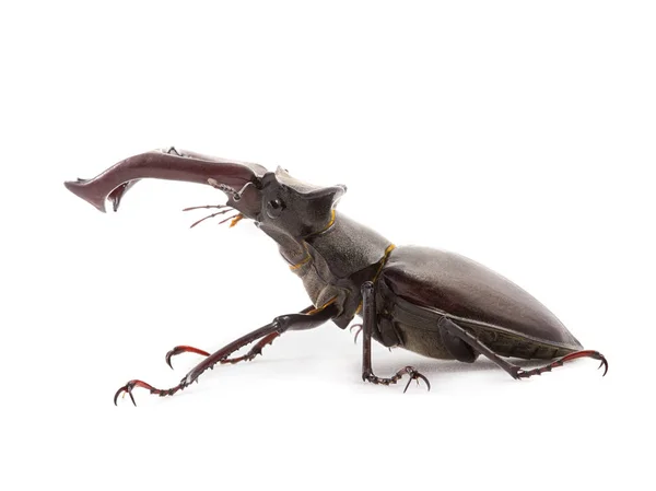 Detalles Más Pequeños Escarabajo Ciervo Son Vistos Por Fotografía Especial —  Fotos de Stock