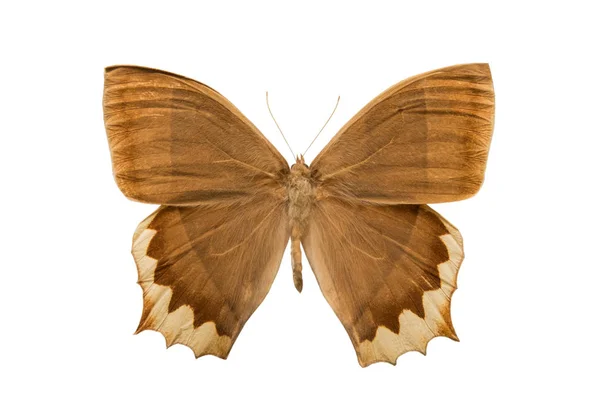 Бабочка Taygetis Chrysogone Изолированы Белом Фоне — стоковое фото