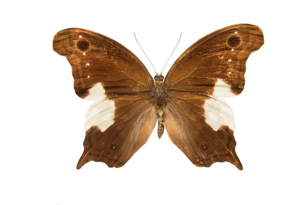 Бабочка Неорина Lowii Изолированы Белом Фоне — стоковое фото