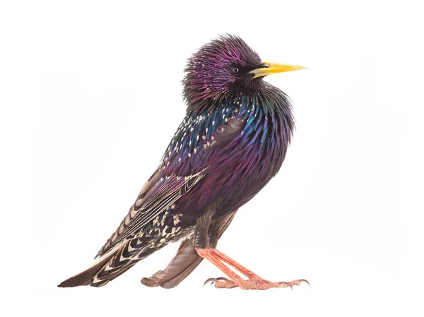 Starling Sturnus Vulgaris 배경에 고립의 화려한 — 스톡 사진