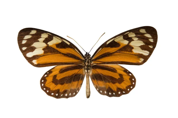 Butterfly Lycorea Ceresfastigheten Isolerade Vit Bakgrund — Stockfoto