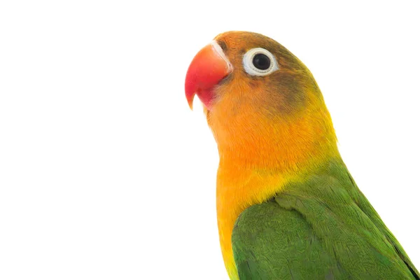 Fischeri Lovebird Parrot White Background — Stock Photo, Image