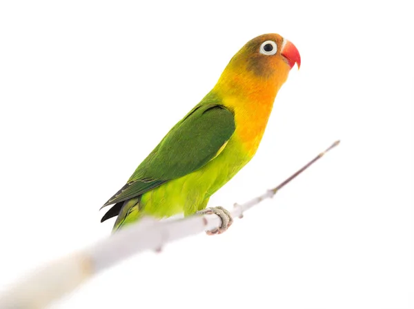 Loro Pajarito Fischeri Sobre Fondo Blanco — Foto de Stock