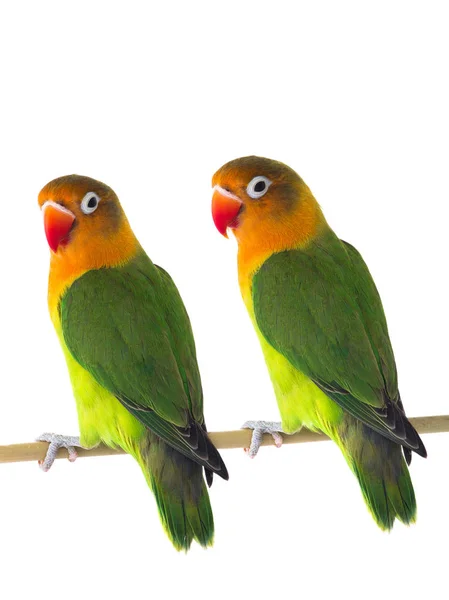 Two Fischeri Lovebird Parrot White Background — Stock Photo, Image