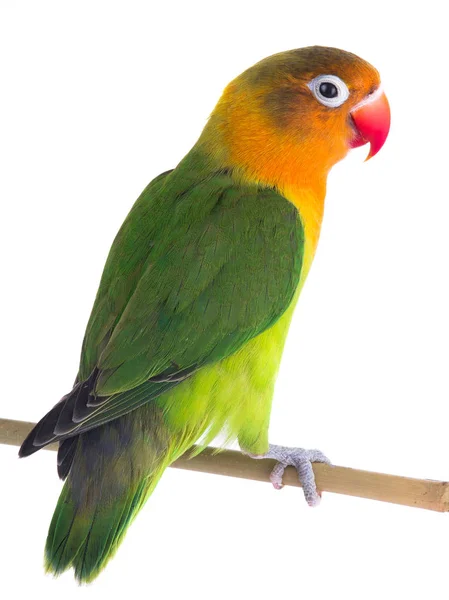 Fischeri Lovebird Papagei Auf Weißem Hintergrund — Stockfoto