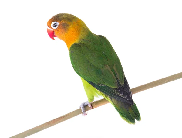 Fischeri Lovebird Papagei Auf Weißem Hintergrund — Stockfoto