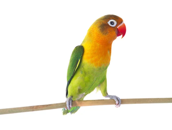 Fischeri Papagaio Lovebird Fundo Branco — Fotografia de Stock