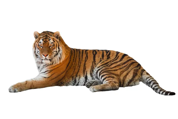 Tiger Isolated White Background — Stock Photo, Image