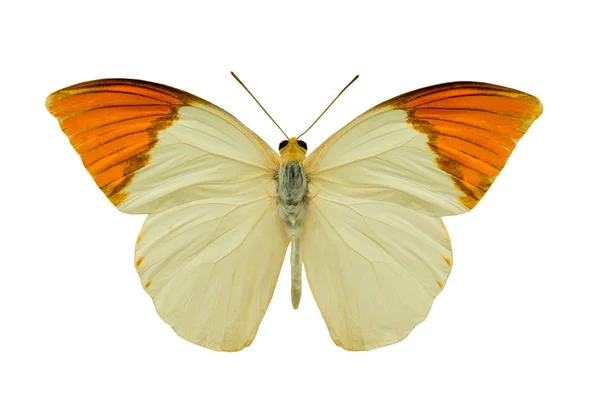 Бабочка Гебомония Глауциппе Aturia Изолированы Белом Фоне — стоковое фото