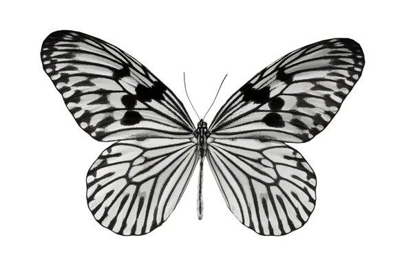 Mariposa Idea Durvillei Aislada Sobre Fondo Blanco —  Fotos de Stock