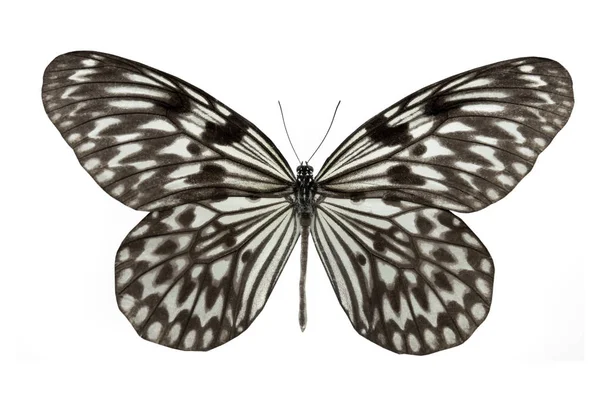 Butterfly Idea Leuconoe Isolated White Background — Stock Photo, Image