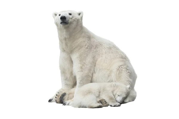 Urso Polar Ursus Maritimus Mãe Filhote Sono Isolado Fundo Branco — Fotografia de Stock