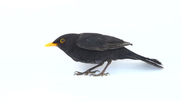Blackbird Fugindo Tela — Vídeo de Stock