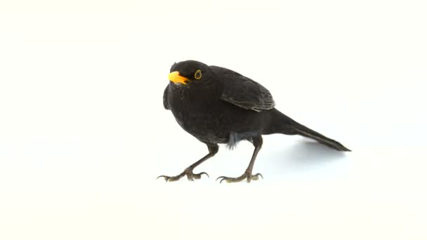 Blackbird Körs Bort Från Skärmen — Stockvideo