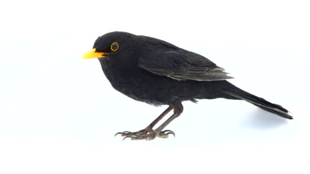 Blackbird Running Away Screen — Stock Video