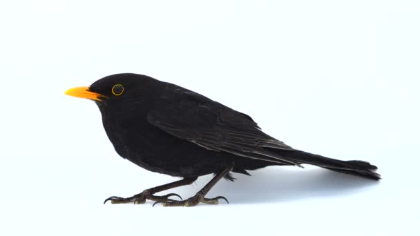 Blackbird Fugindo Tela — Vídeo de Stock