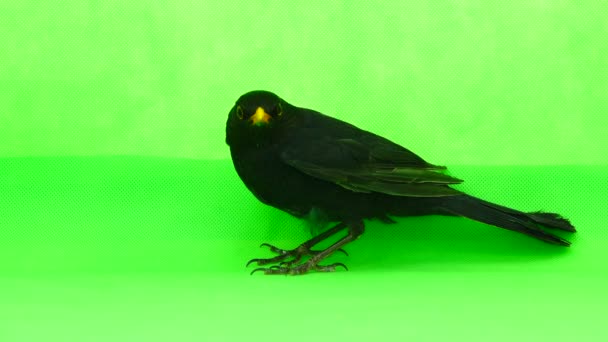 Blackbird Egy Zöld Képernyő — Stock videók
