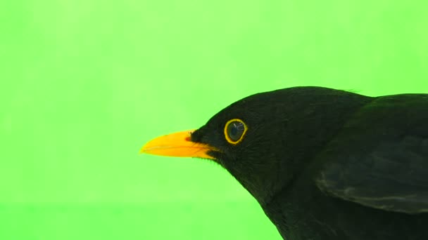 Porträtt Blackbird Grön Skärm — Stockvideo