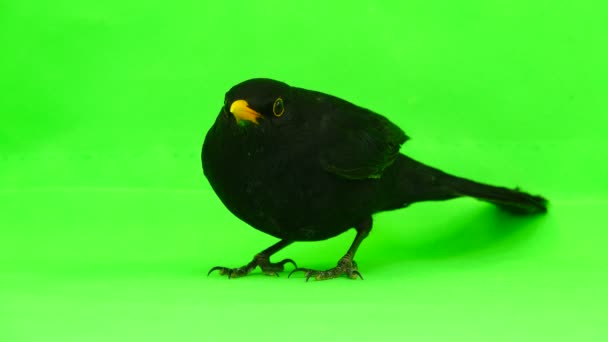 Чорний Птах Тікає Зеленого Екрану — стокове відео