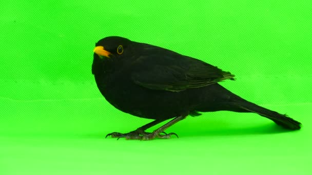 Blackbird Utíkají Před Zeleným Plátnem — Stock video