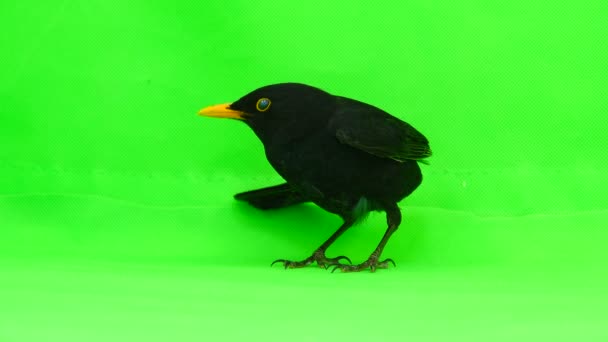 Amsel Läuft Vor Grünem Bildschirm Davon — Stockvideo