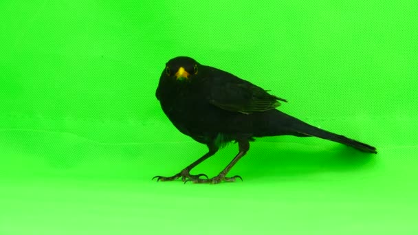 Blackbird Running Away Green Screen — Stock Video