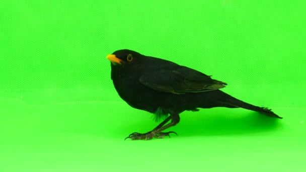 黑鸟从绿屏逃跑 — 图库视频影像