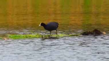Gölde Avrasya Sakarmeke