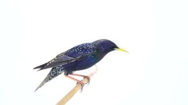yükselen Avrupa beyaz ekranda izole Starling (Sturnus vulgaris)