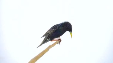 yükselen Avrupa beyaz ekranda izole Starling (Sturnus vulgaris)