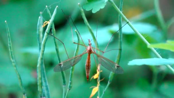 Grande Mosquito Fundo Verde — Vídeo de Stock