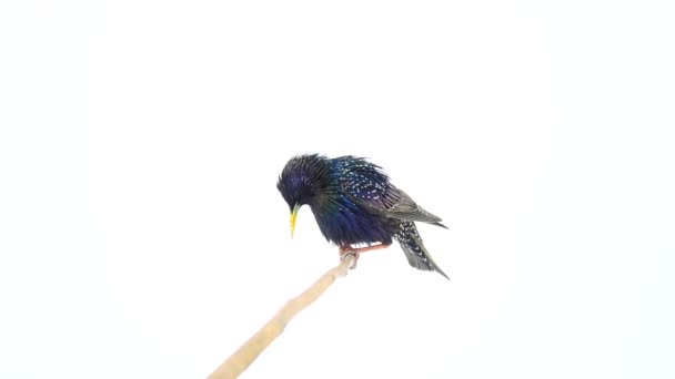 Stijgende Europese Spreeuw Sturnus Vulgaris Geïsoleerd Een Wit Scherm — Stockvideo