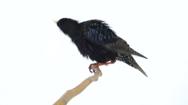 Voando Starling Europeu Sturnus Vulgaris Isolado Uma Tela Branca — Vídeo de Stock