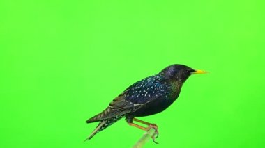 yükselen Avrupa Starling (Sturnus vulgaris) yeşil bir ekran üzerinde atış studio izole