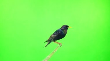 Avrupa yeşil bir ekran üzerinde atış studio izole Starling (Sturnus vulgaris)